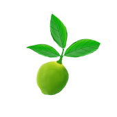 Citron vert Limeade