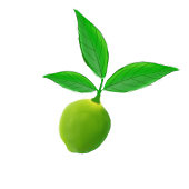 Citron Vert Limeade Gin Et Tonic