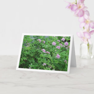 Citronella Plant met Floral Kaart