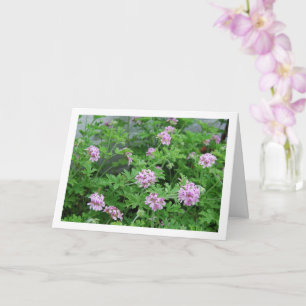 Citronella Plant met Floral Kaart
