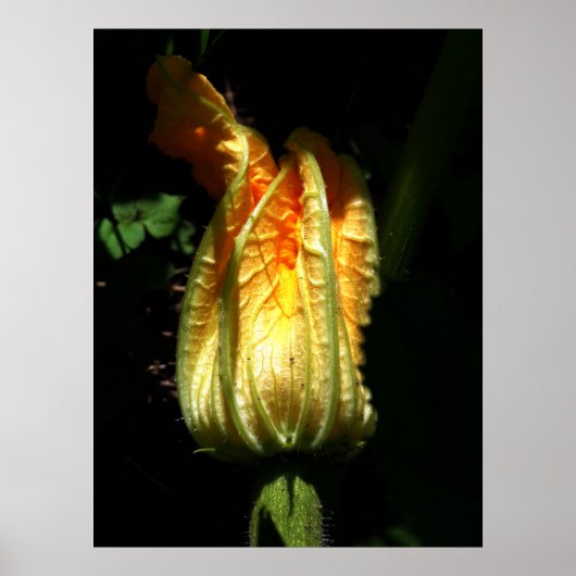 Citrouille Blossoms Value Poster Papier (Devant)