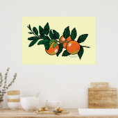 Citrus branche-poster poster (Keuken)
