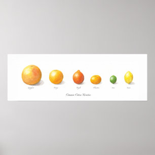 Citrus Collectie Poster