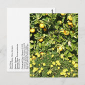 Citrus en Euryops Briefkaart (Voorkant / Achterkant)