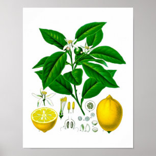 Citrus Fruit Lemon Botanical Print nr. 7 Wall Art