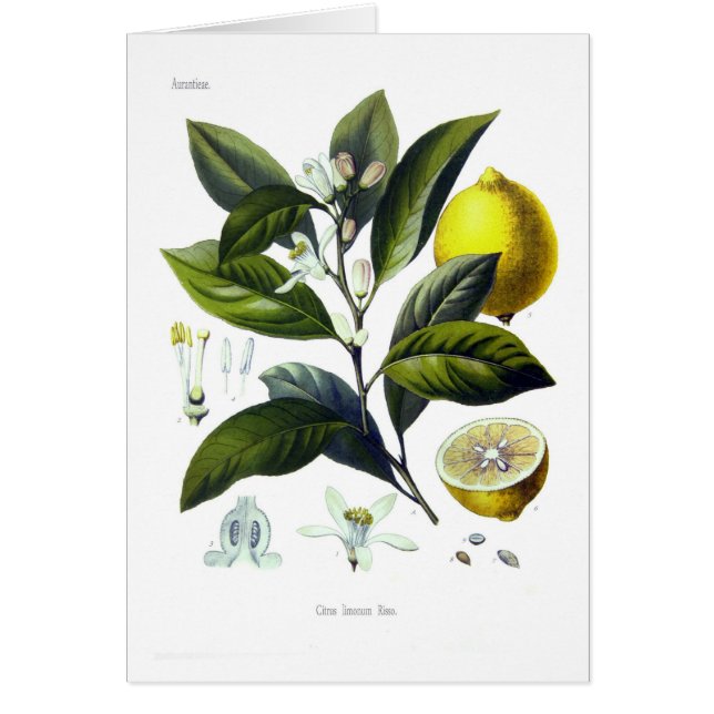 Citrus Limonum (citron) (Devant)