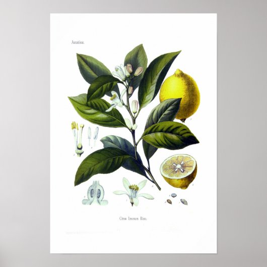 Citrus limonum (Lemon) Poster (Voorkant)