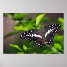 Citrus Swallowtail