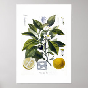 Citrus vulgaris (Sinaasappel) Poster