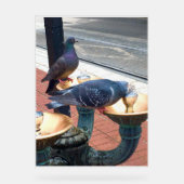 City Fountain Pigeons  (Recto)