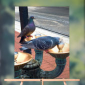 City Fountain Pigeons  (Neutre)