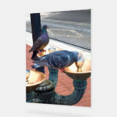 City Fountain Pigeons  (Angle)
