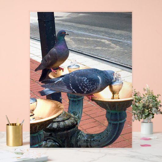 City Fountain Pigeons  (Mariage)