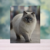 City Strolls and Sapphire Eyes (Neutre)