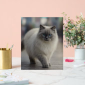 City Strolls and Sapphire Eyes (Mariage)