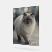 City Strolls and Sapphire Eyes (Angle)