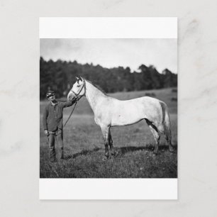 Civil War Horse, jaren 1860 Briefkaart