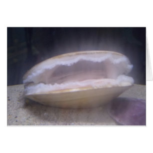 Clam Mystic