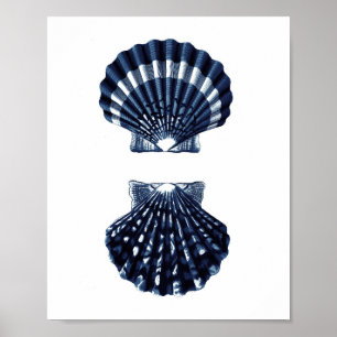 Clam Shells Navy Blue Beach Decor Poster