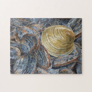 Clams et quhog Shell Puzzle
