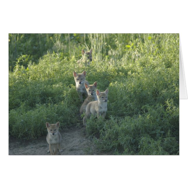 Clan Coyote (Devant horizontal)