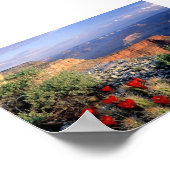 Claret Cup Cactus, Arizona Poster (Hoek)