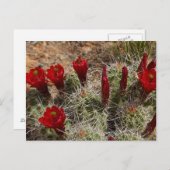 Claret Cup cactus bloemen 2 Briefkaart (Voorkant / Achterkant)