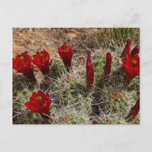 Claret Cup cactus bloemen 2 Briefkaart