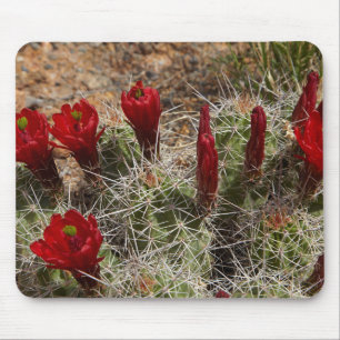 Claret Cup cactus bloemen 2 Muismat