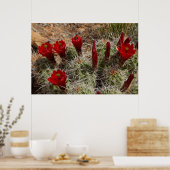 Claret Cup cactus bloemen 2 Poster (Keuken)