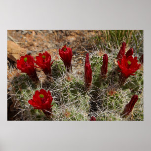 Claret Cup cactus bloemen 2 Poster