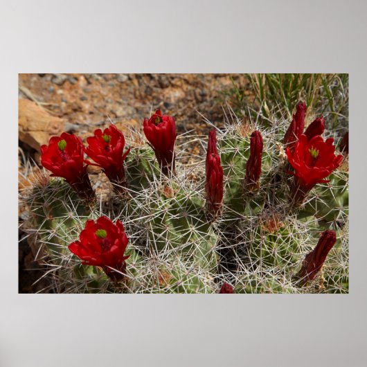Claret Cup cactus bloemen 2 Poster (Voorkant)