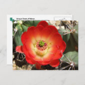 Claret Cup Cactus Blossom Briefkaart (Voorkant / Achterkant)