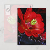 Claret cup cactus (Echinocereus triglochidiatus) Briefkaart (Voorkant / Achterkant)