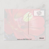 Claret cup cactus (Echinocereus triglochidiatus) Briefkaart (Achterkant)