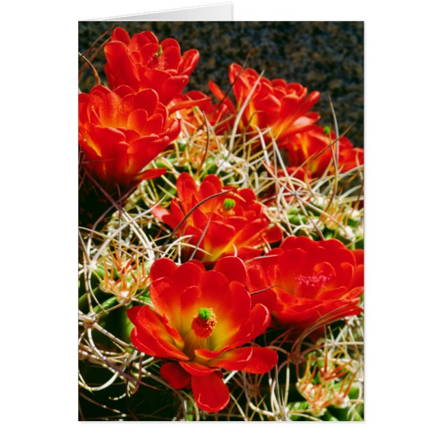 Claret Cup Cactus Wildbloemen (Voorkant)