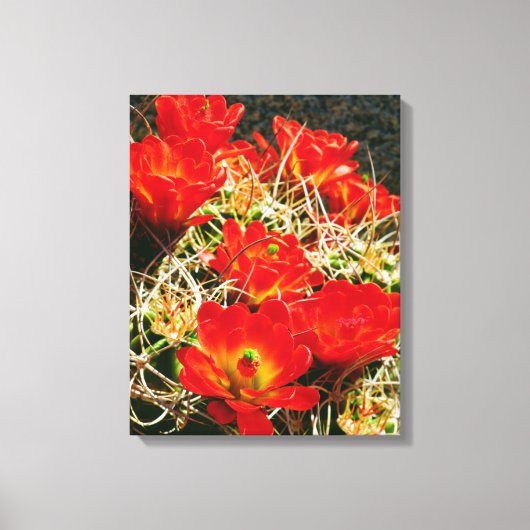 Claret Cup Cactus Wildbloemen Canvas Afdruk (Voorkant)