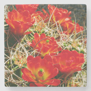Claret Cup Cactus Wilde Bloemen Stenen Onderzetter