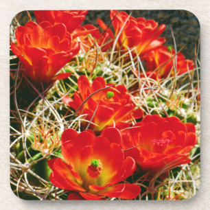Claret Cup Cactus-wildebloemen Drankjes Onderzetter