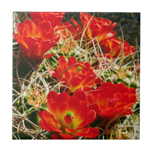 Claret Cup Cactus-wildebloemen Tegeltje