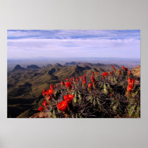 Claret Cup Cactussen - Big Bend, Texas Poster