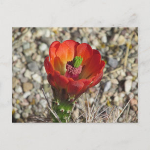 Claret Cup Hedegel Cactus Bloom Briefkaart