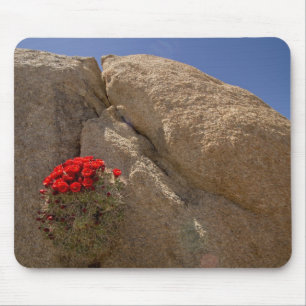 Claret cup of Mojave mound cactus in bloei Muismat
