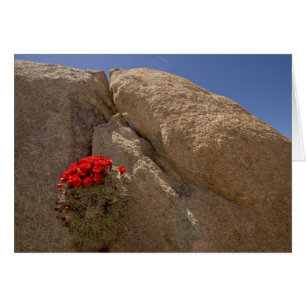 Claret cup of Mojave Mound cactus in bloom