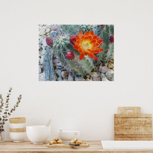 Claret Cup Poster (Keuken)