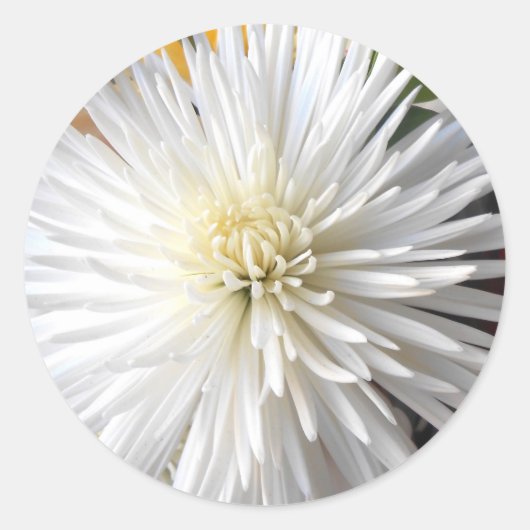 Claricia Ronde Sticker (Voorkant)