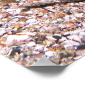 Clarke's Anenomefish Poster (Hoek)