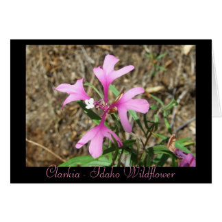 Clarkia - Fleur sauvage Idaho (carte vierge)