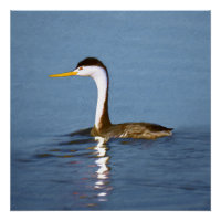 Clark's Grebe Painting - Oorspronkelijke vogelkuns