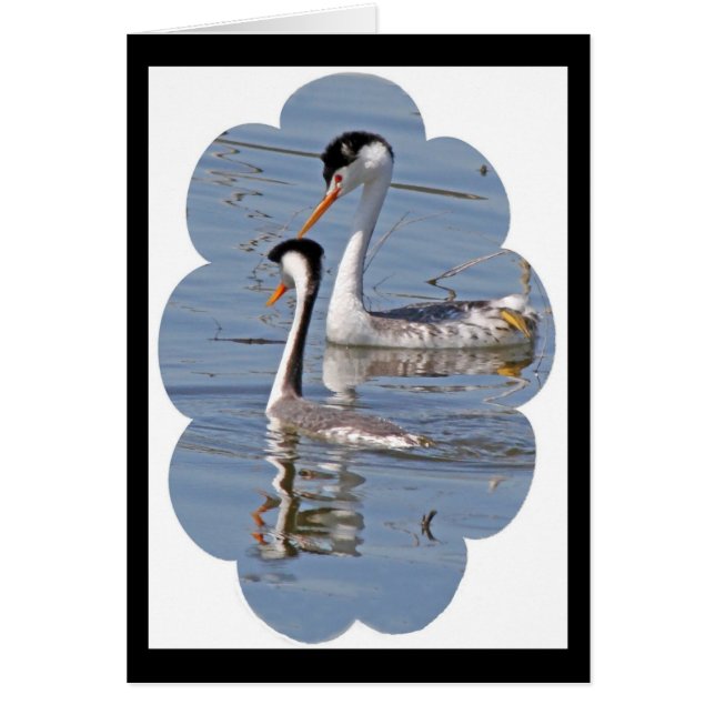 Clarks Grebes Card (Voorkant)